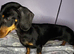 chocolate and tan mini dachshund