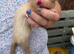 Beautiful lilac ferrets