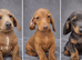 3 girls 3 boys miniature dachshunds