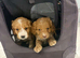 Cavapoo puppies