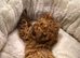 Red cavapoo girl puppy