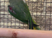 Proven female alexandrine