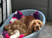 Gorgeous Cockerpoo puppies