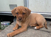 Mixed Breed Puppies
