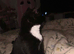 7 month old female kitten