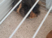 Two male guinea pigs