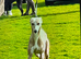 Handsome well breed male whippet for sale
