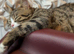 Pebbles 9 Month Old British Shorthair