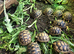 Baby Marginated Tortoise 2026 Hatchlings