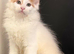 Full bred maine coon kittens