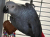 Congo African grey