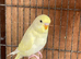 Baby budgies