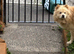 Mixed Pomeranian chow chow