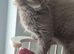 Maine Coon kittens Glasgow