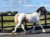 "Dun x Spotted Appaloosa " Dun Filly Coloured