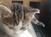 kittens needing homes