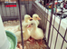 Embden Goslings for sale. (Born first week of June)