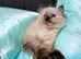Cuddly cute Ragdoll available