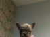 4 male French bulldogs