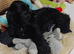 COCKER SPANIEL PUPS IN NI ONLY ONE REMAINING