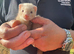 Ferret kits for sale