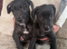 Lurcher pups