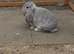 French lops bucks