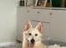 German Shepherd girl