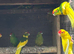 Kakariki for sale