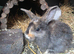 8 week old female lop
