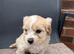 Beautiful cavapoo puppies