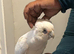 Handreard bare eyed cockatoo for sale or px