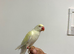 Nice tame yellow gold Ringneck