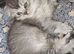 SCOTTISH FOLD
