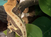 Perfect crested gecko