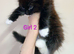 Beautiful Ragdoll mix kittens looking for a new home!!