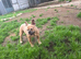 Tan french bulldog