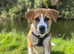 Pup for sale