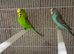 Budgie pairs