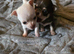 Pedigree club registered Chihuahua puppies