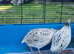 Coturnix quail breeding pair
