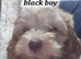 8 adorable puppies