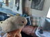 Blue Grey Baby Budgie – 8 Weeks Old