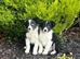 Beautiful Border Collie Puppies