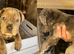 Cane Corso X Mastiff Puppies