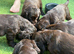 Adorable Cocker Spaniel  puppies loking for a forever  home