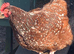Speckled Sussex fertile hatching eggs
