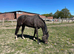 Almost black gelding 15.3 6 yrs old stunning tons of presence
