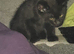 Male kitten