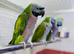 Derbyan parrot